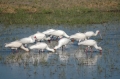 Many egrets 2